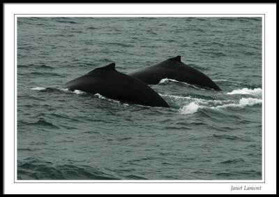 Humpback whales