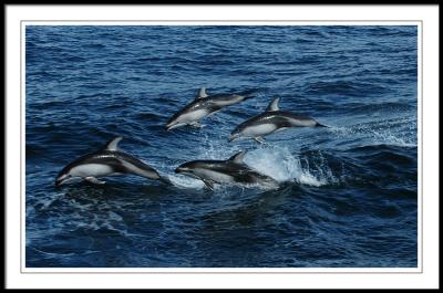 Pacific white-sided dolphins