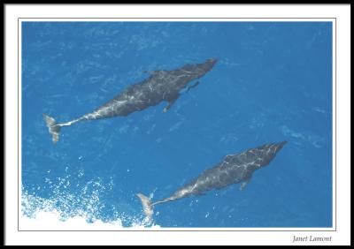 Northern right whale dolphins