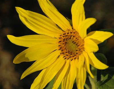 Sun Flower II