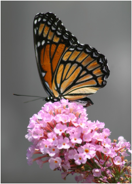 11th - The Beautiful Butterfly