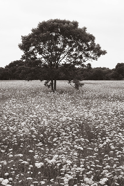13th - Wild Tree