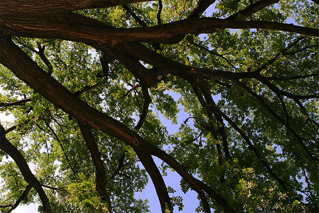 14th - Branching Out
