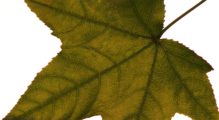 16th - The Leaf Thing