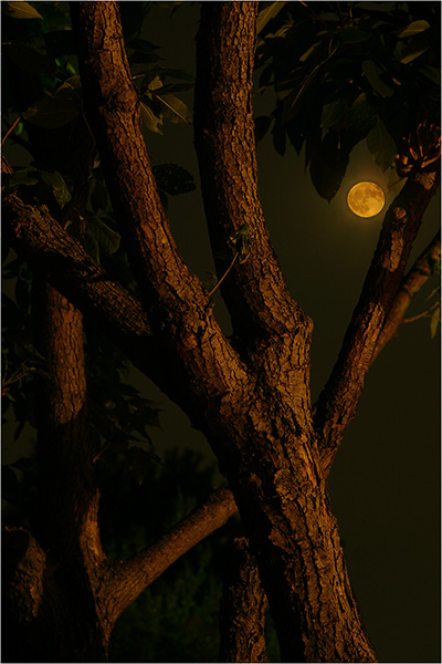 June 22nd - Through the Tree