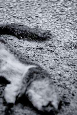 v3/49/479449/3/44581696.9th_road_kill_web.jpg