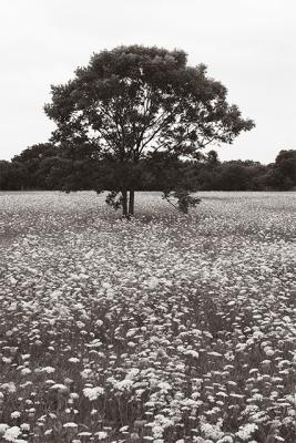 13th - Wild Tree