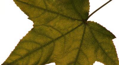 v3/49/479449/3/44918568.16th_leaf_thing_web2.jpg