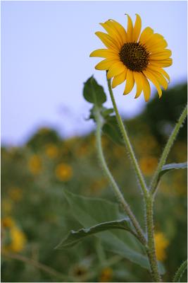29th - The Sunflower