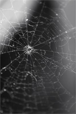18th - Spider Absent
