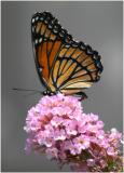 11th - The Beautiful Butterfly