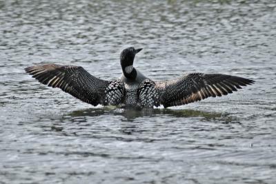 Common Loon 06