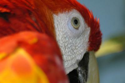 Parrot Eye