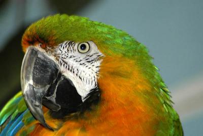 Parrot 2