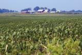 Down on the Farm