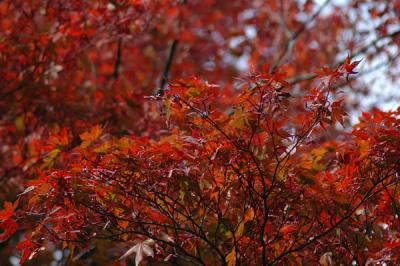 momiji_07.jpg