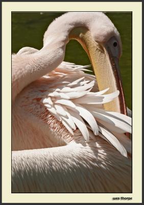 Preening in the Sun