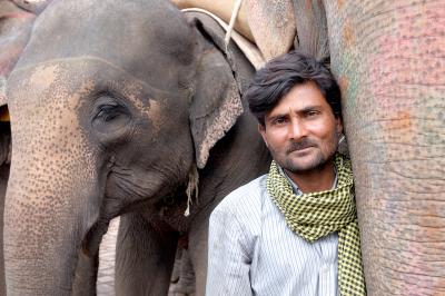 v3/49/543249/3/44992275.ManandElephant.jpg