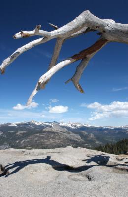 Overhanging Yosemite Branch