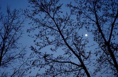 Moon in the Trees