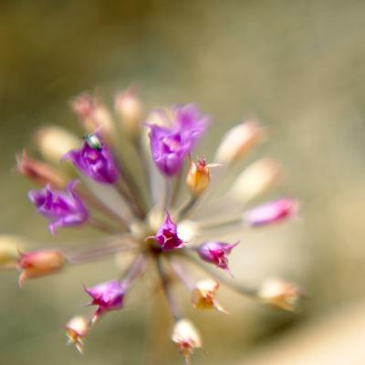 Flower Burst with Bug
