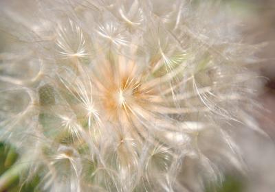 Dandelion Whisps