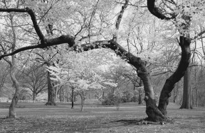 Cherry Blossoms in Central Park