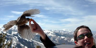 Mountain Top Bird Feeding