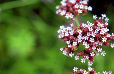 Tiny Flowers