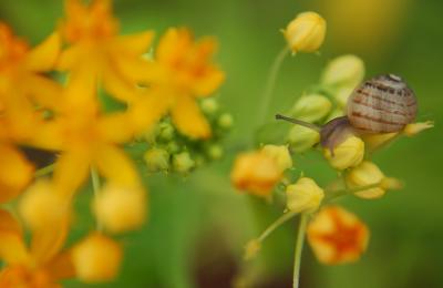 Snail on Flowers