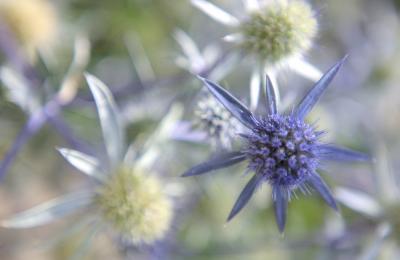 Purple Starburst