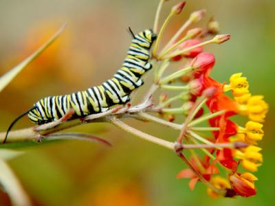 Caterpillar Walk
