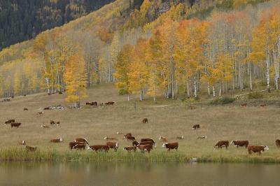 Grazing Along the Lakeside Aspens