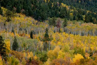 Aspen Woods
