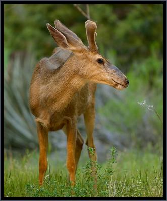 Mule Deer