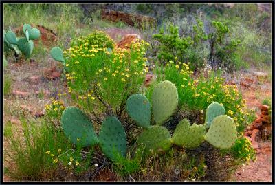 Cactus, Emerald Pools