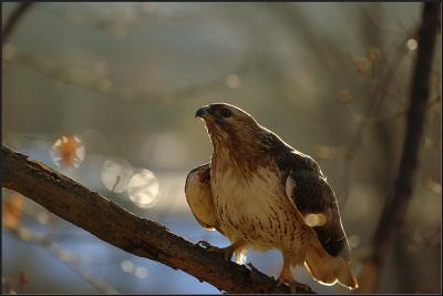 Red-Tailed Hawk