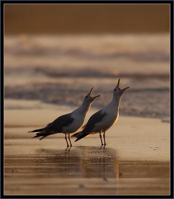 Two Gulls