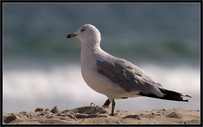 Ring-billed Gull