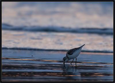 Sandpiper