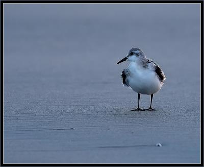 Sandpiper