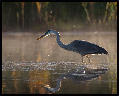 Great Blue Heron