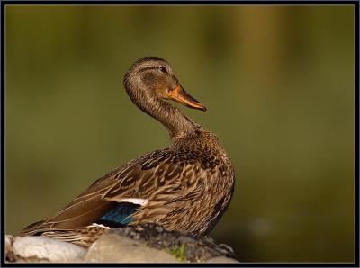 Mallard - Female