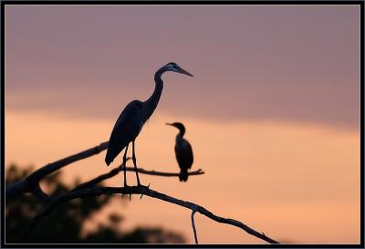 Great Blue Heron & Cormorant