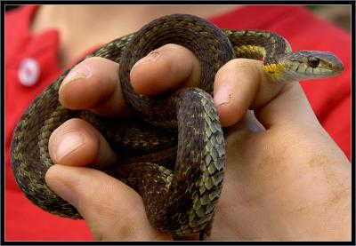 Garter Snake - Lake Colden