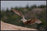 Herring Gull - Juvenile