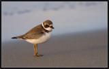 Semipalmated Plover