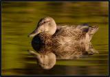 Mallard - Female