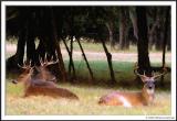 neighborhood wildlife