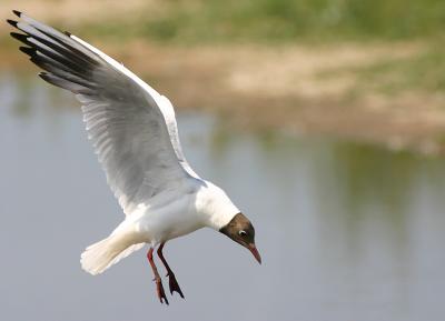 Black-headed Gull